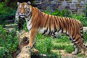 bengal tiger, west bengal, india states, ini a today